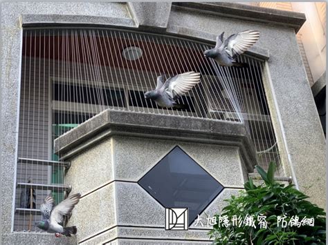 鳥死在陽台|陽台死鳥：風水攻略